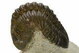 Bargain, Morocconites Trilobite Fossil - Ofaten, Morocco #341318-2